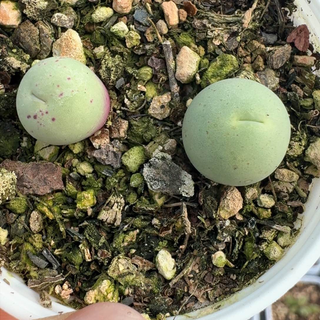 257鸽子蛋带盆土发货