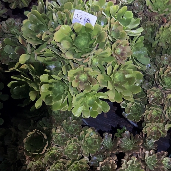 0418女巫中班多肉植物