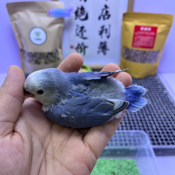精品紫罗兰派母H67061-牡丹鹦鹉