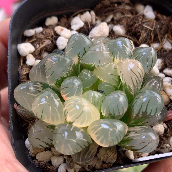 Ob1玉露锦带盆土发货