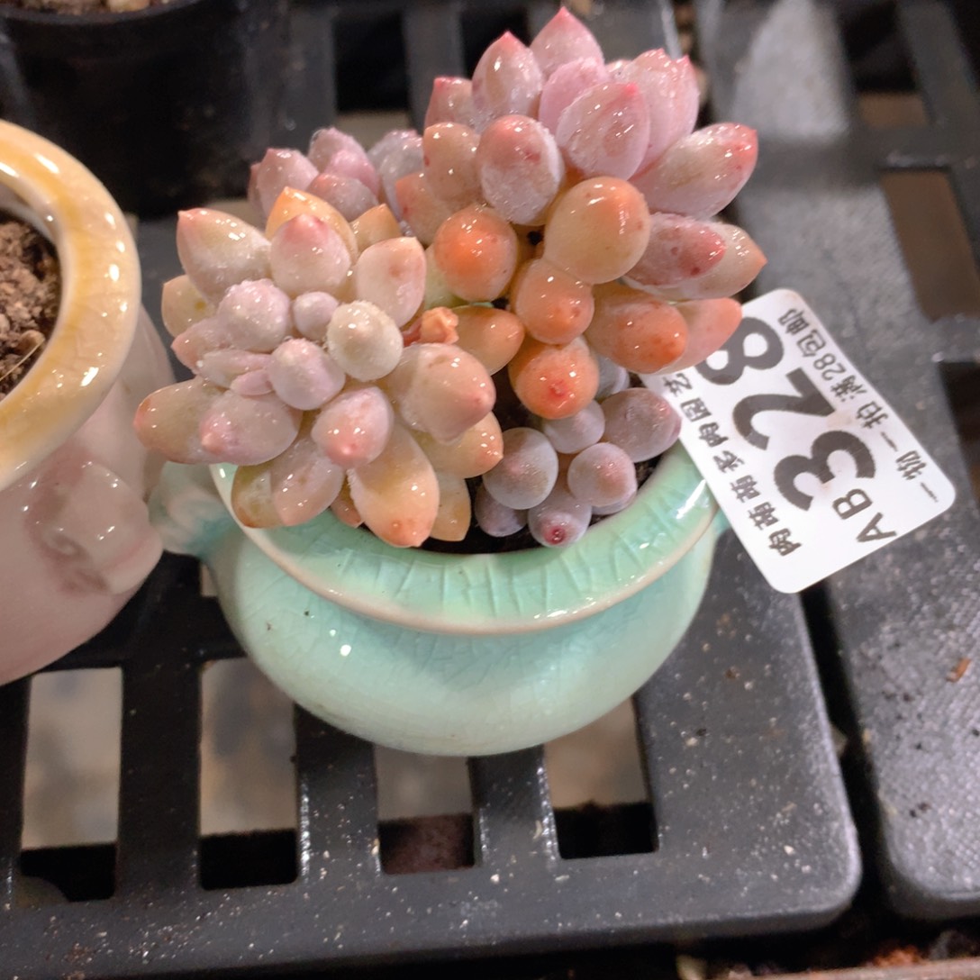 肉萌萌拇指盆精控多肉AB328