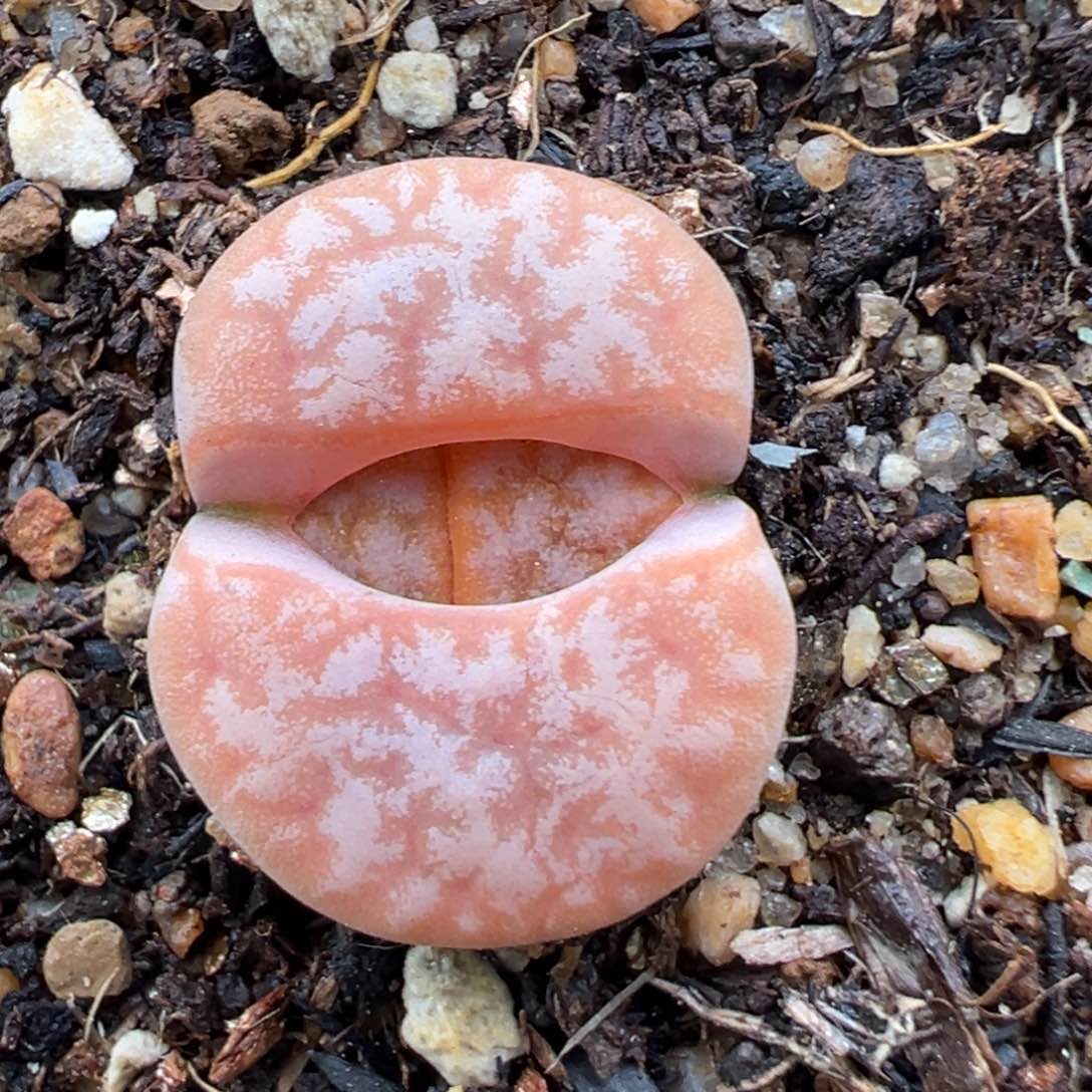 1.14好看的多肉874