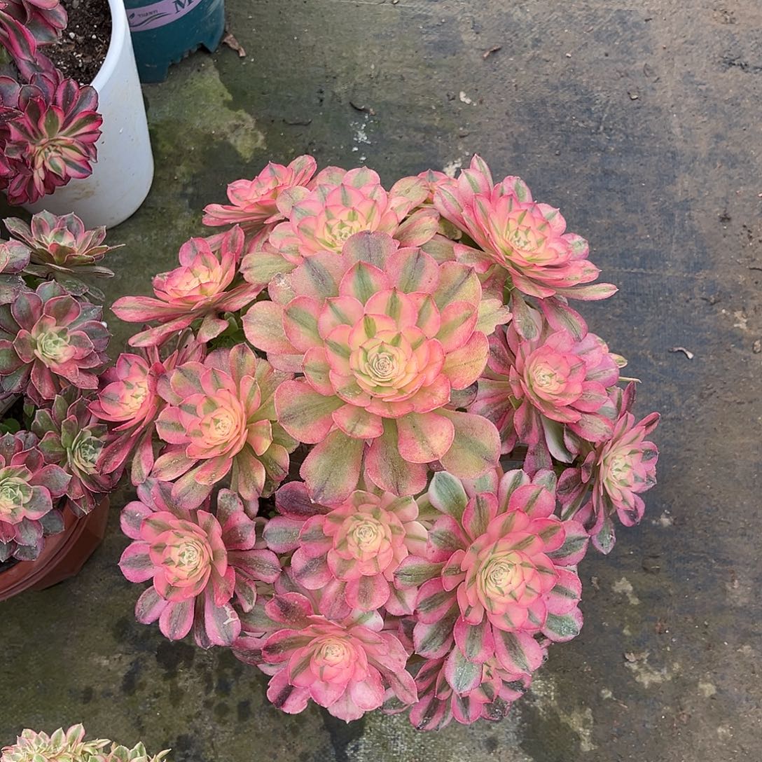 倾城嫁接法师多肉植物漂亮