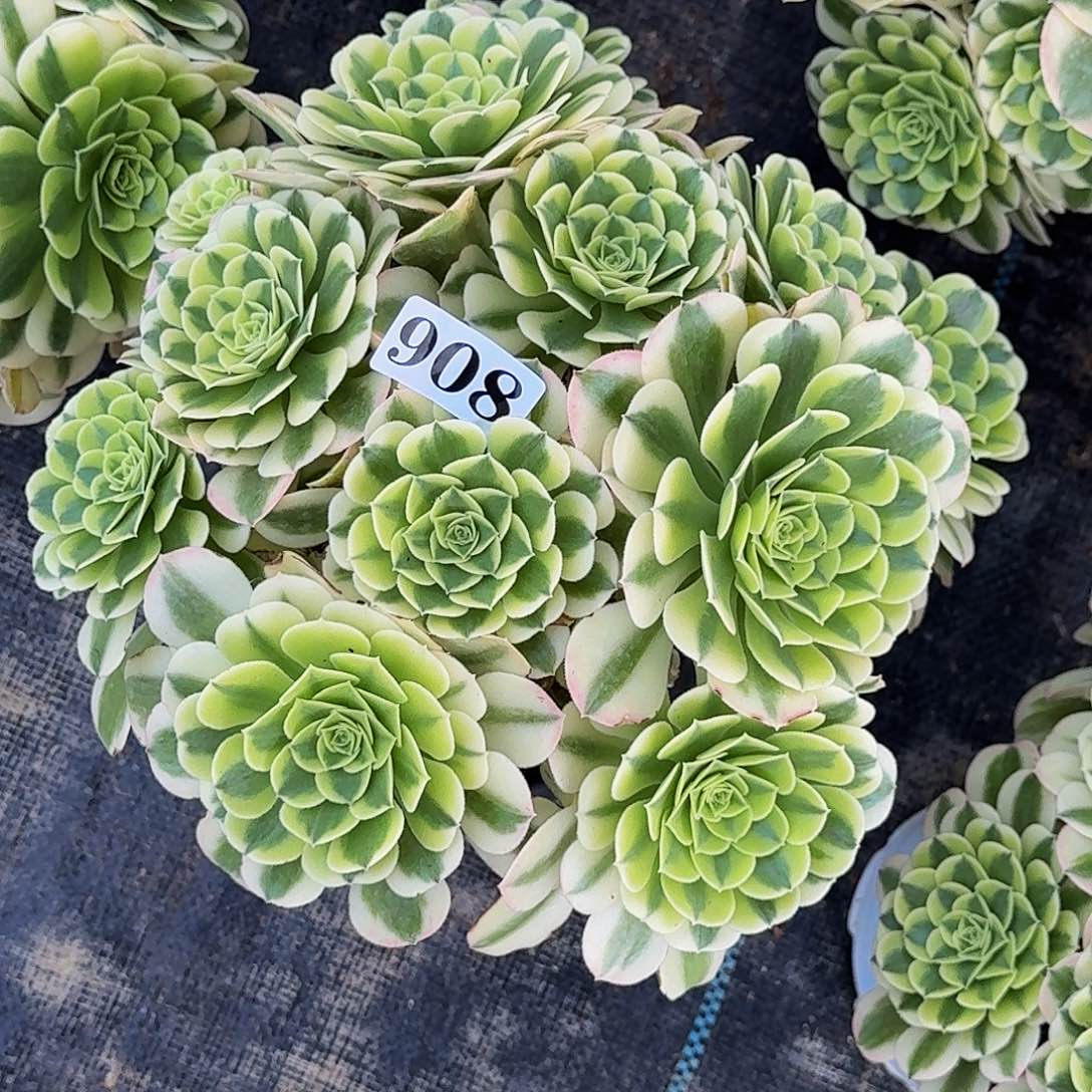 908绿豆沙丛林嫩桩多肉植物