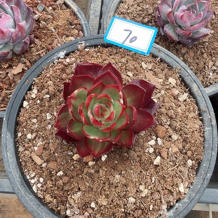 曾***节70----------------