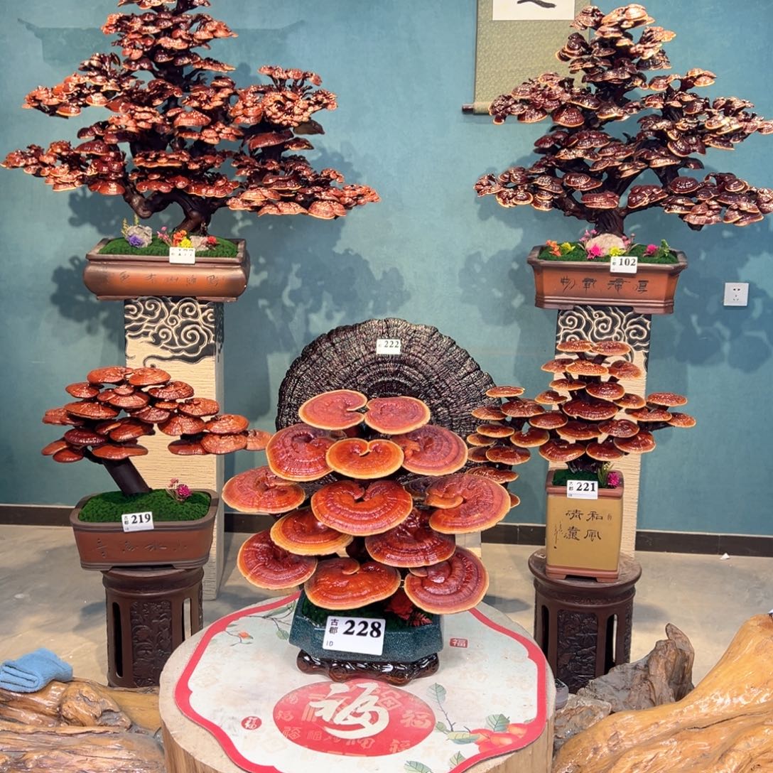 无花朵868888888888