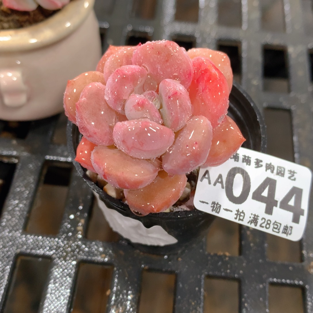 肉萌萌拇指盆精控多肉AA044