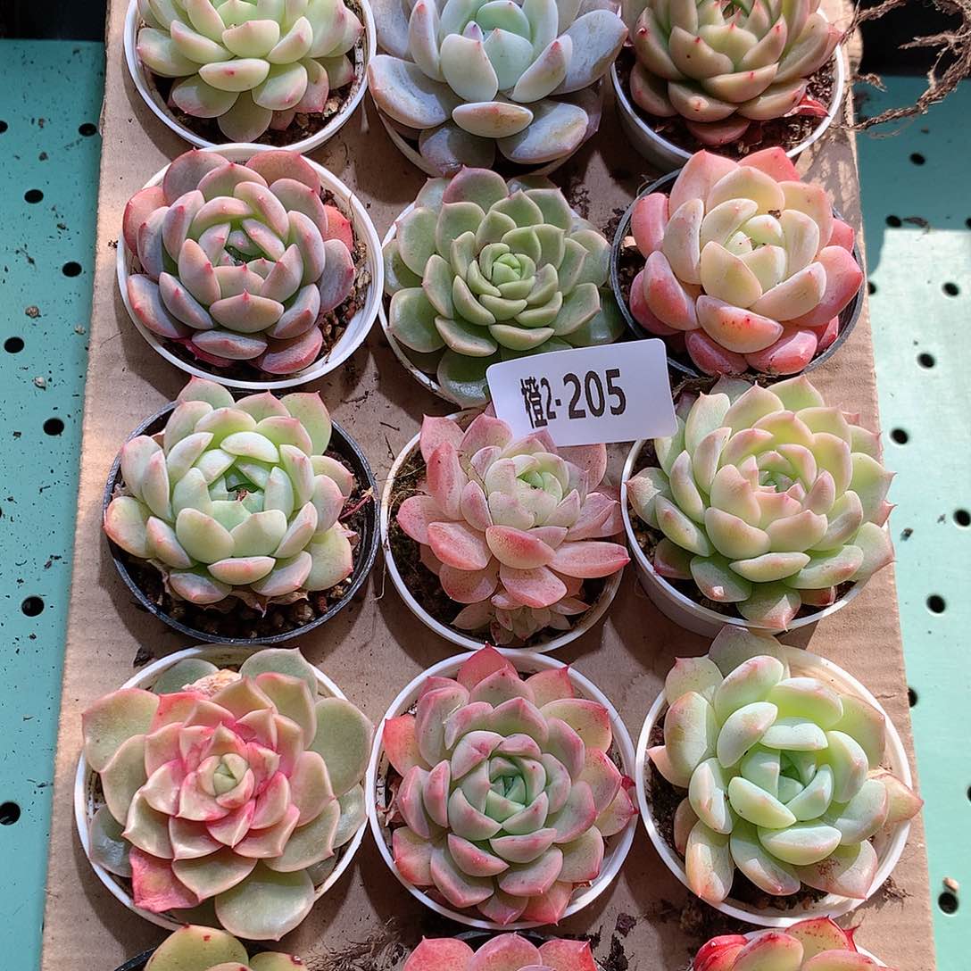 2-205一物一拍带盆18颗