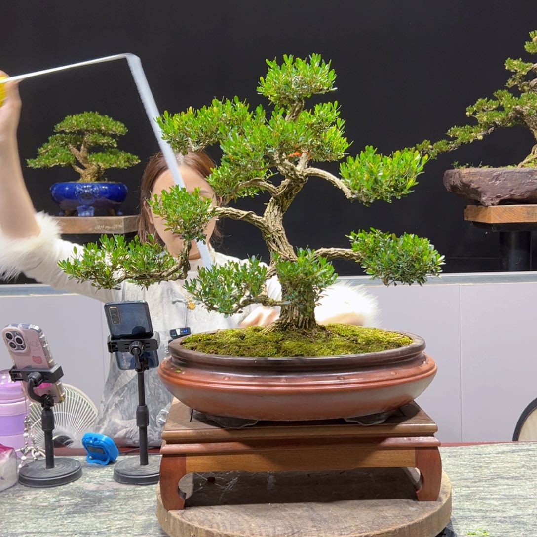 四季常青老桩黄杨盆景