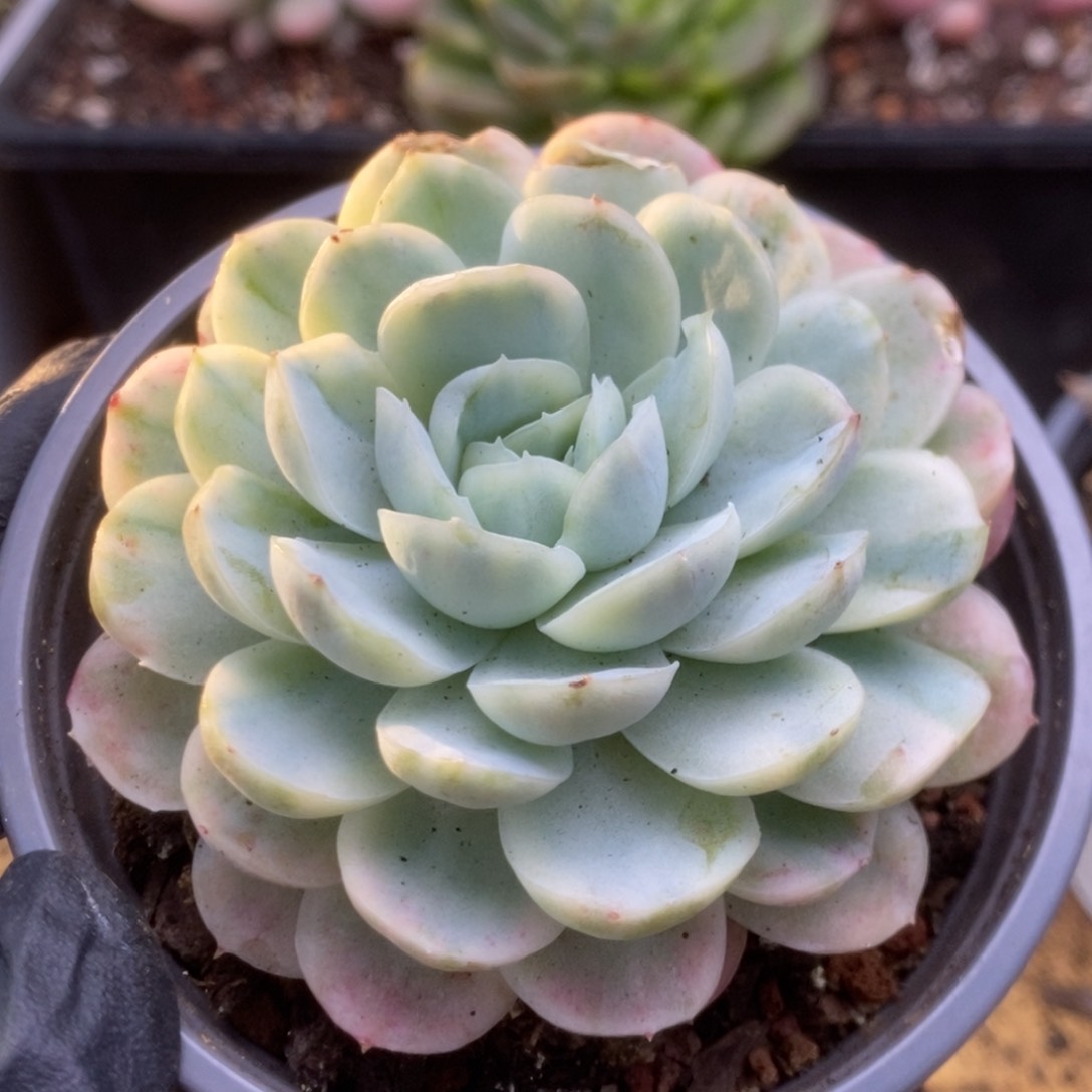 683贝瑞锦锦锦锦锦锦