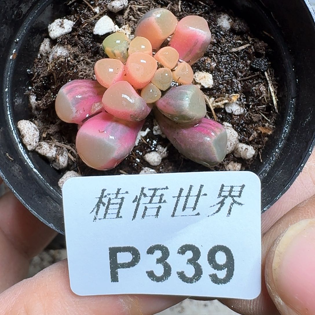 339号多肉植物哇f g g