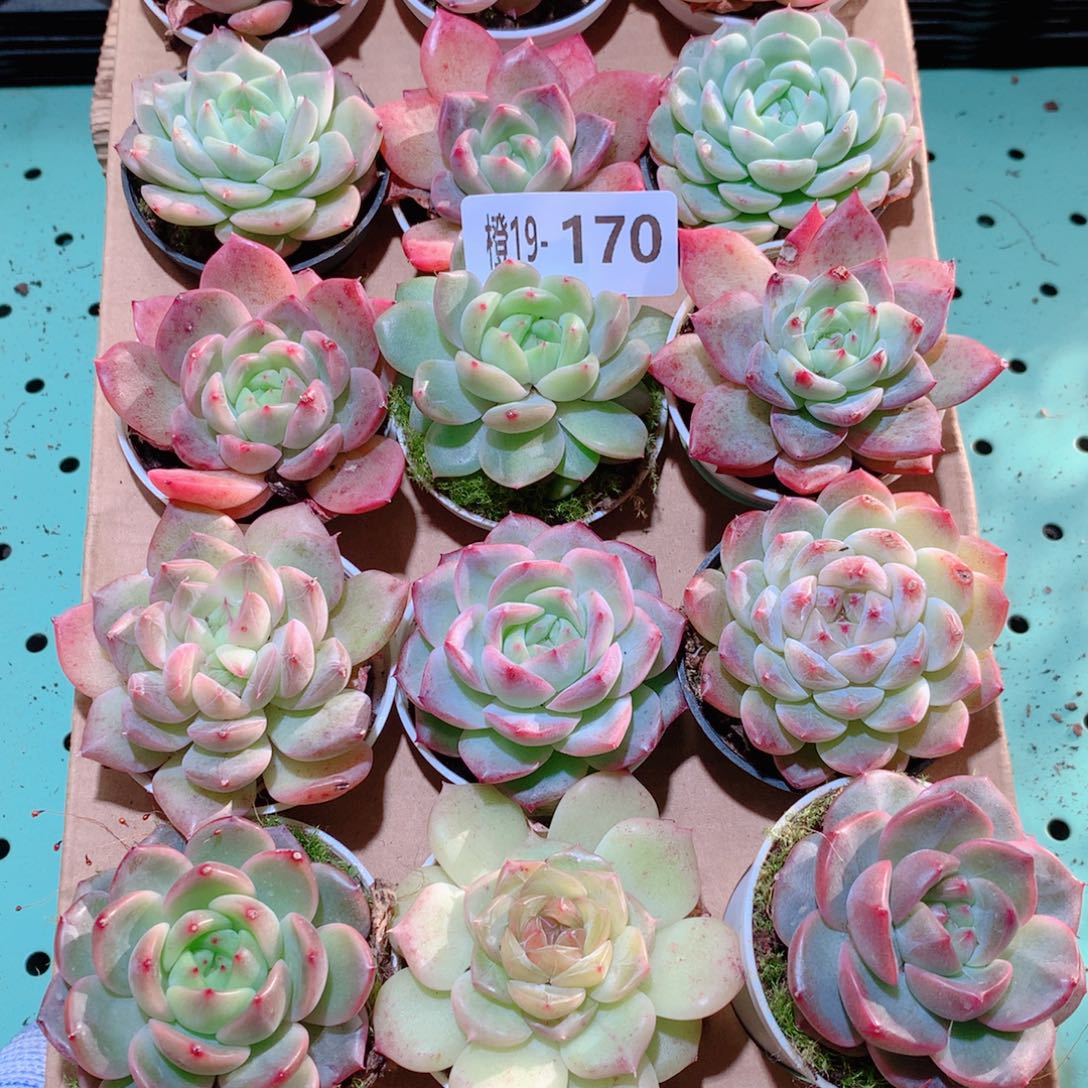19-170一物一拍多肉带盆18颗