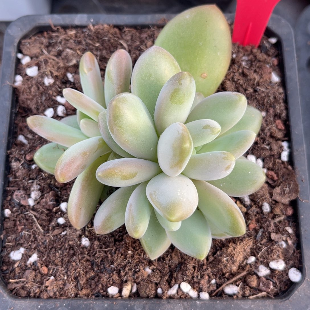 奶龙多肉植物寄养