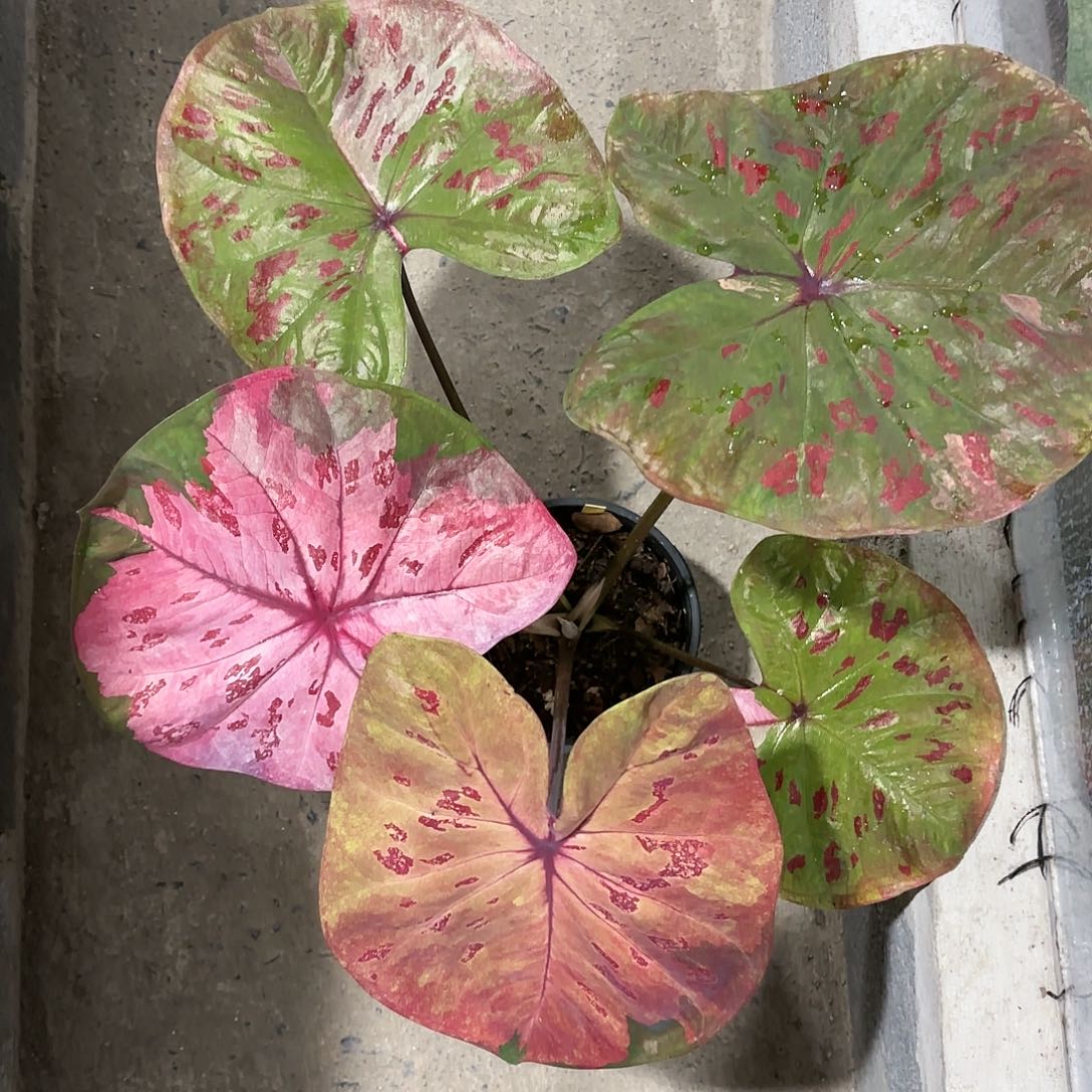 81-0121Rose彩叶芋泰国发货