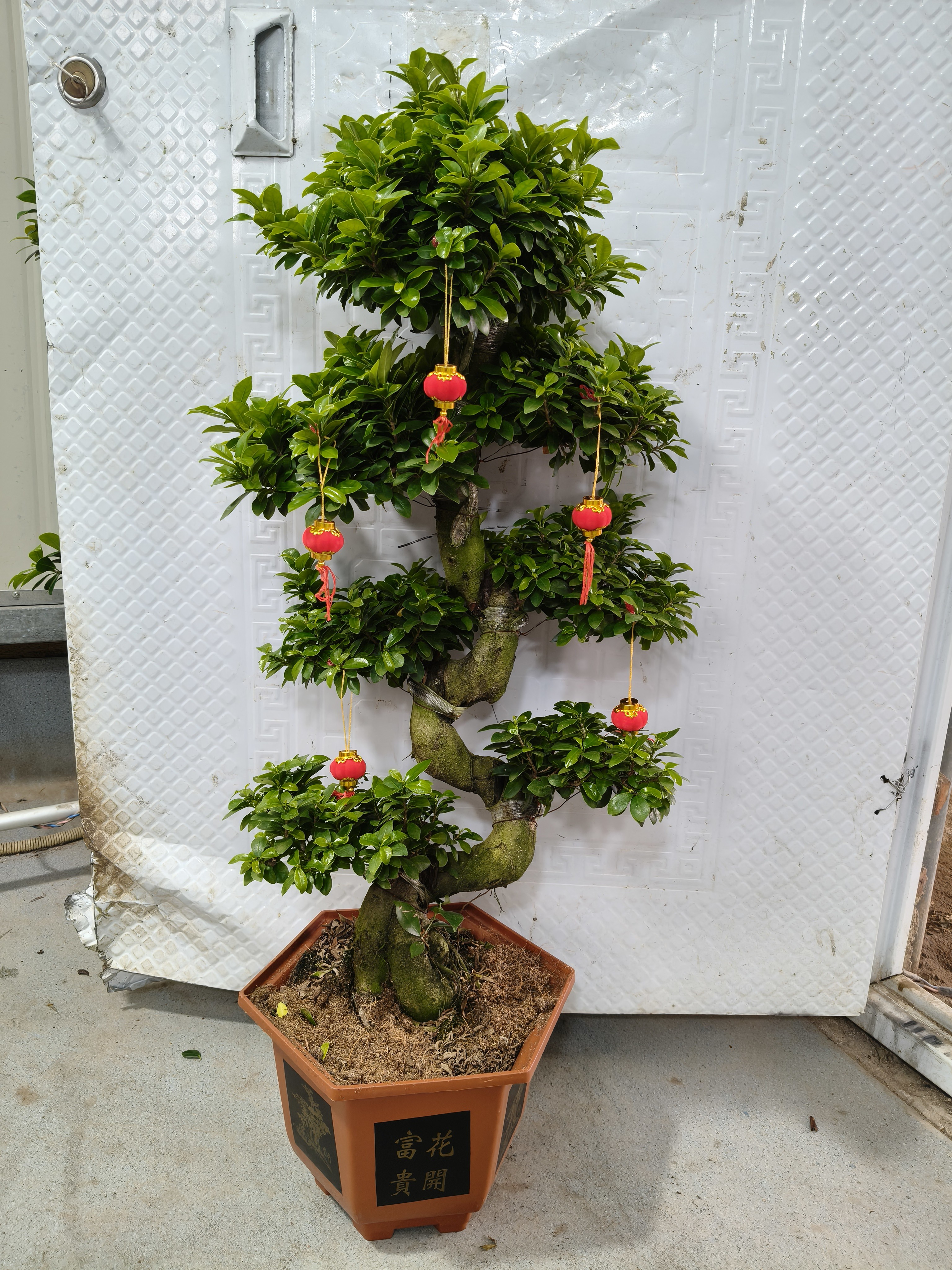 S弯小叶金钱榕树（原盆原土发货盆破损不包赔）