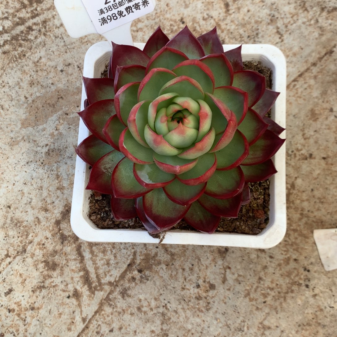 2742号多肉植物惊鸿13