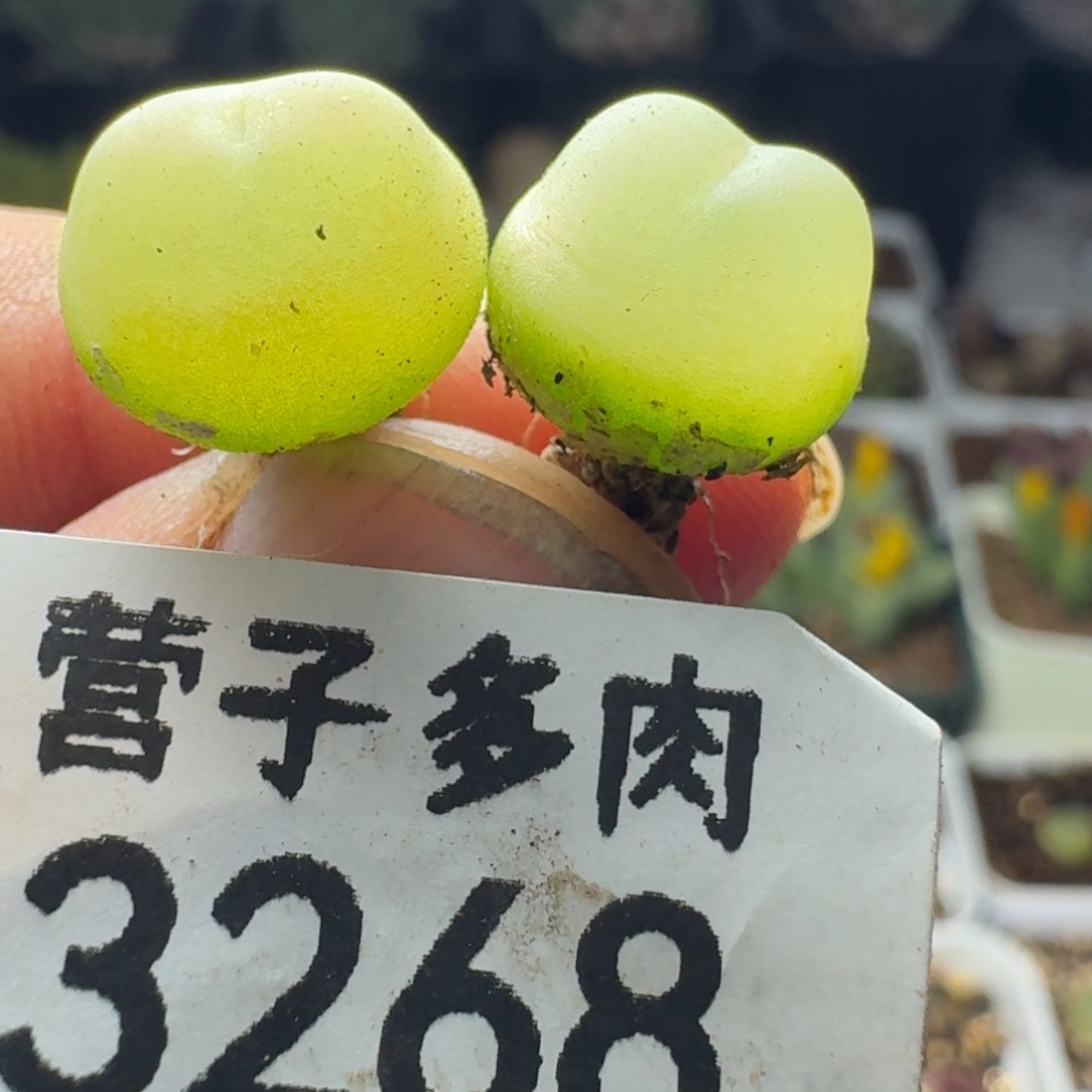 修***指拉登两颗1.2。           