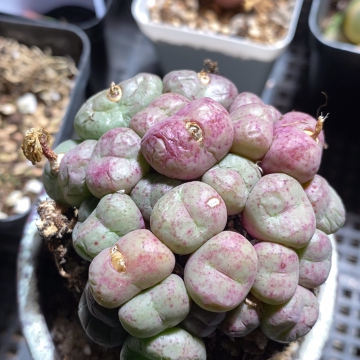 15264一个一个一个