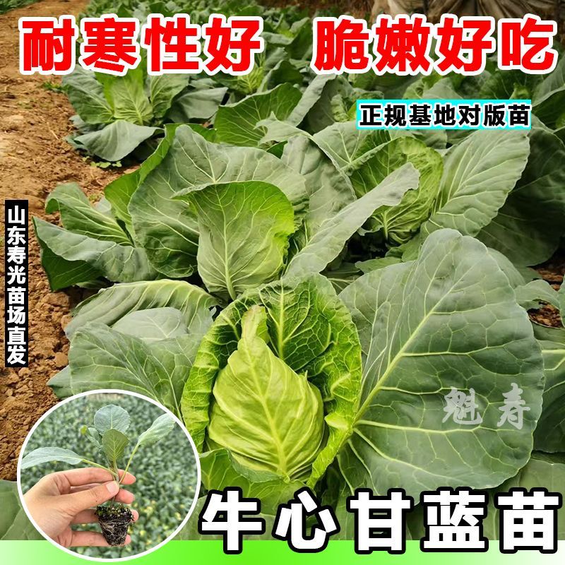 特大牛心包菜苗尖包心菜苗正宗牛心甘蓝苗阳台庭院种植秧苗耐寒