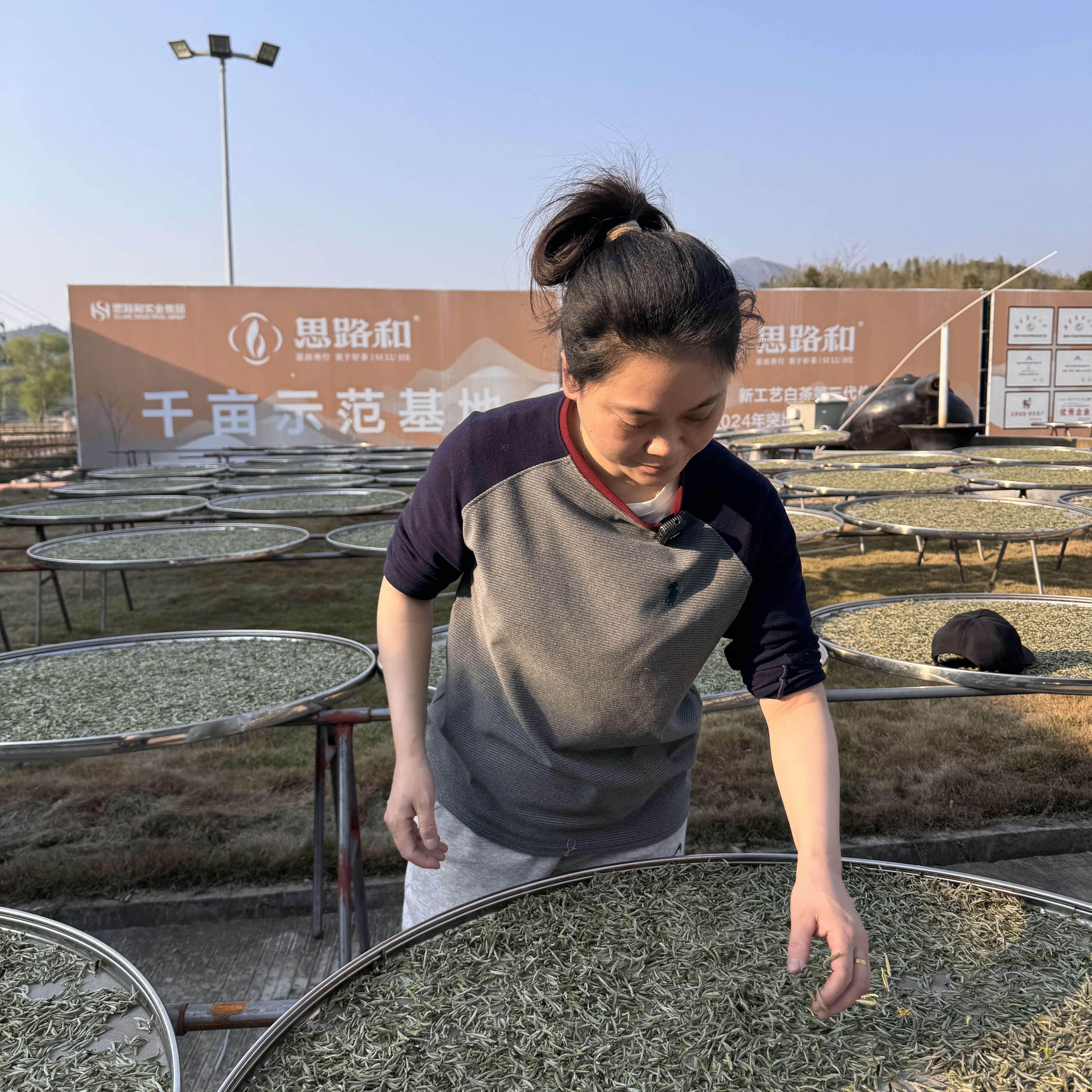 【磻溪镇·湖林山】表姐·2022年群体种·贡眉王散茶100g装福鼎白茶