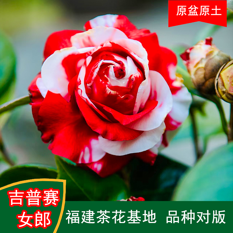 吉普赛女郎珍贵茶花品种室内外花卉阳台庭院福建茶花基地直销包邮