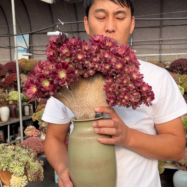 黑铜壶超白锦朵朵缀不带盆土