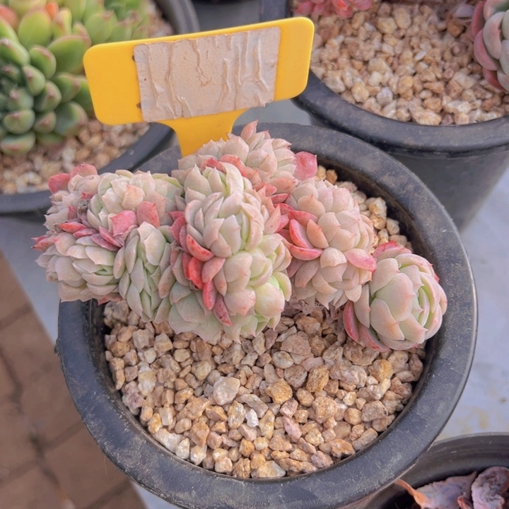 健健康康平平安安