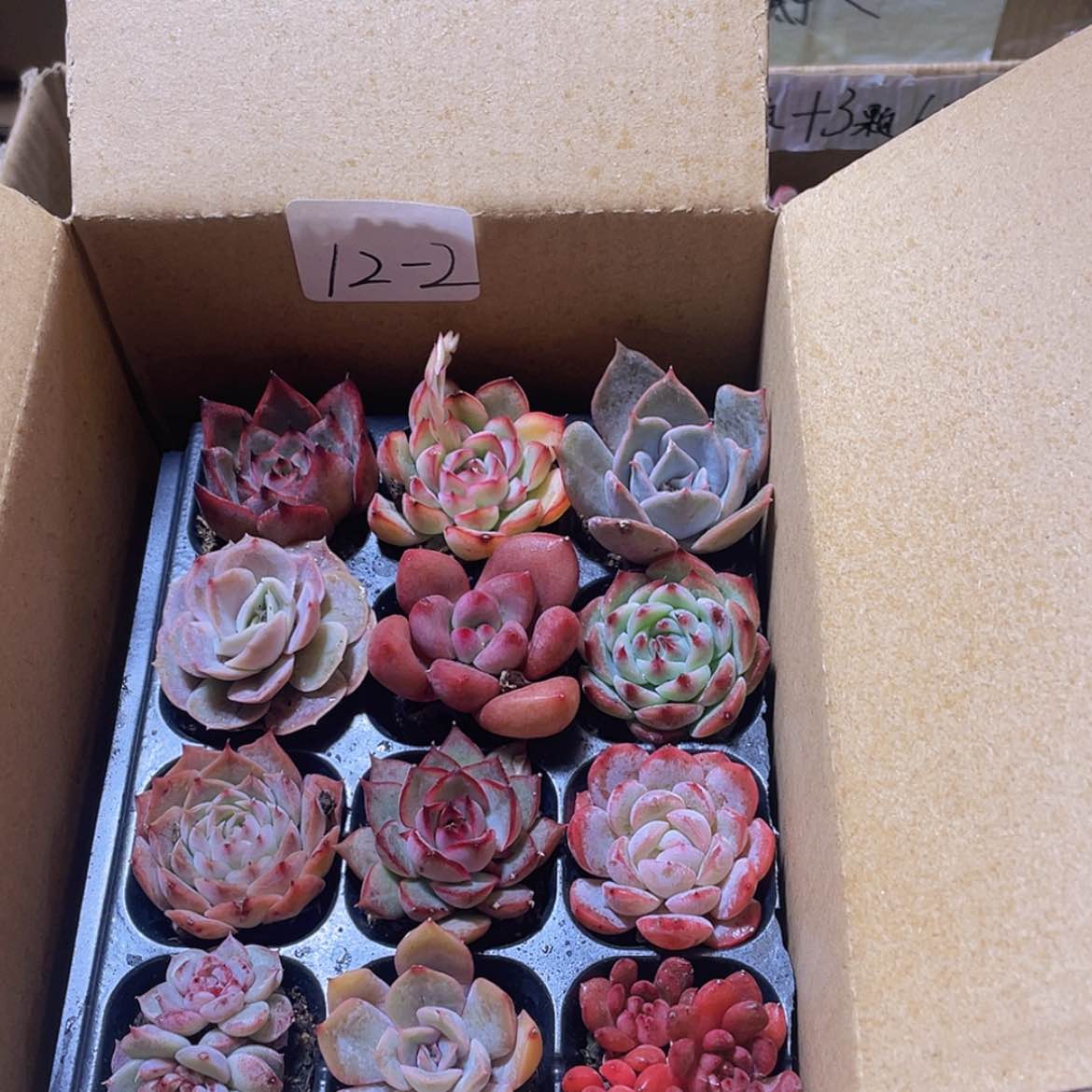 【闪购商品】12颗-2号约3-5厘米