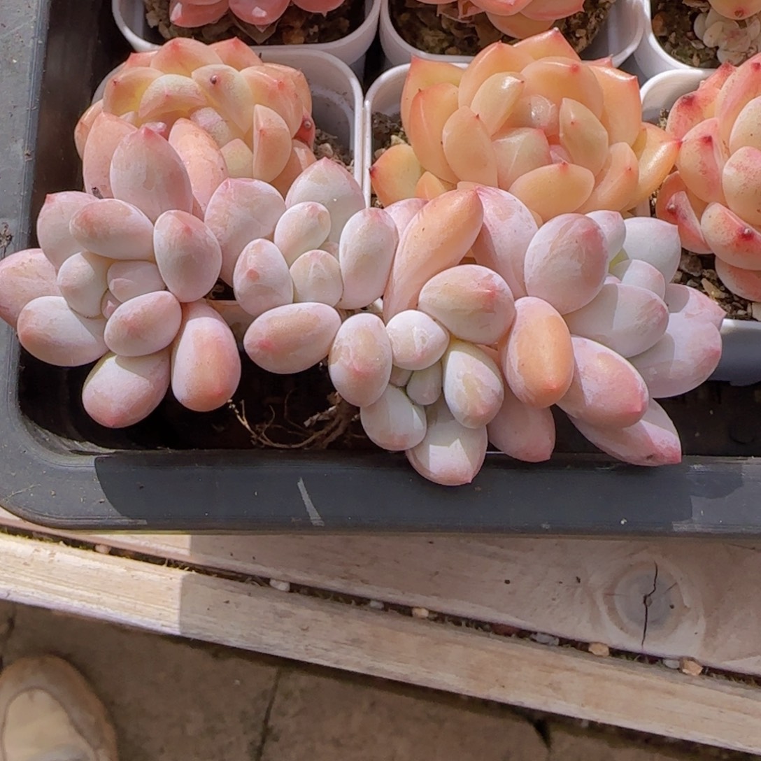 玲***～香水精控老桩一物一拍