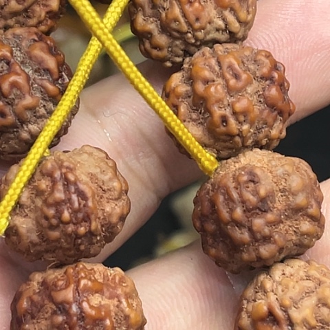 原生态帝王花手持一条