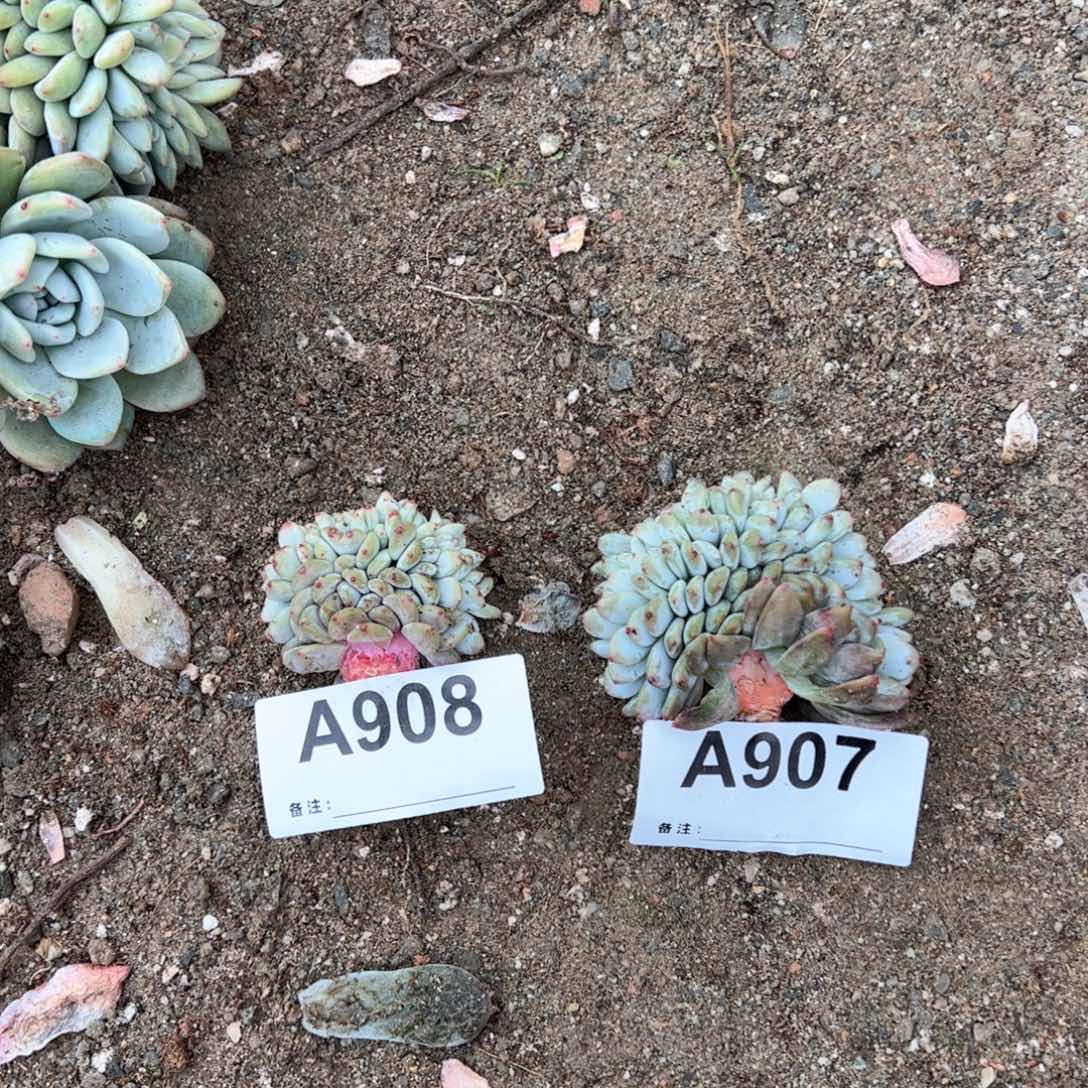 乐*啊908、907的人的人的力量