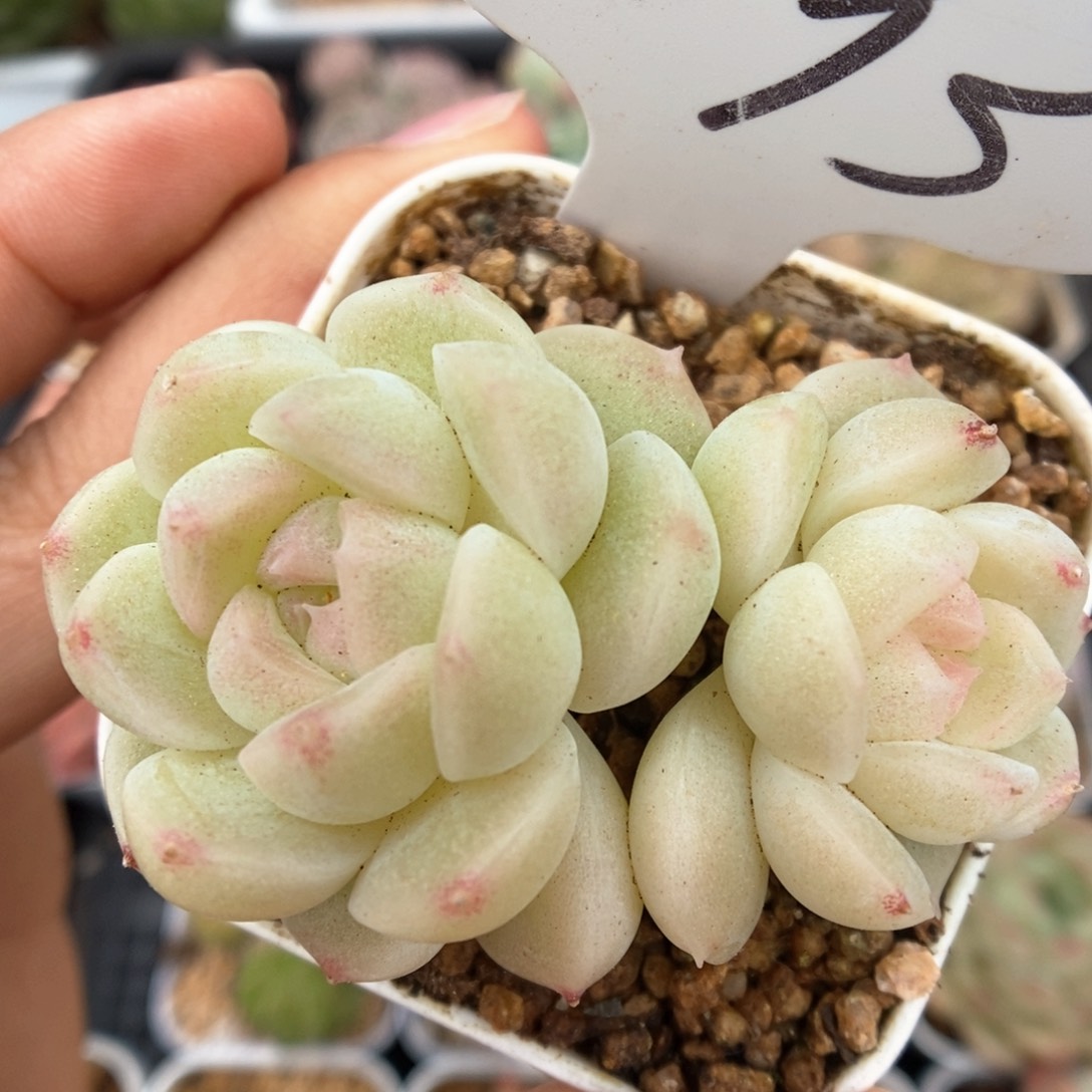 沅芷珍妮双头可拍7093号 