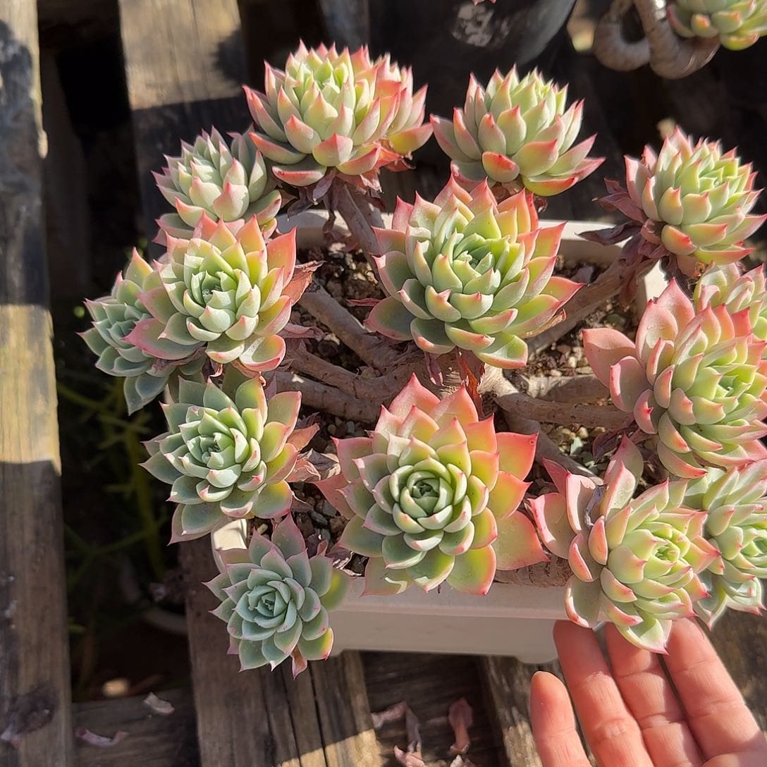 可***馨三色堇多肉植物一颗