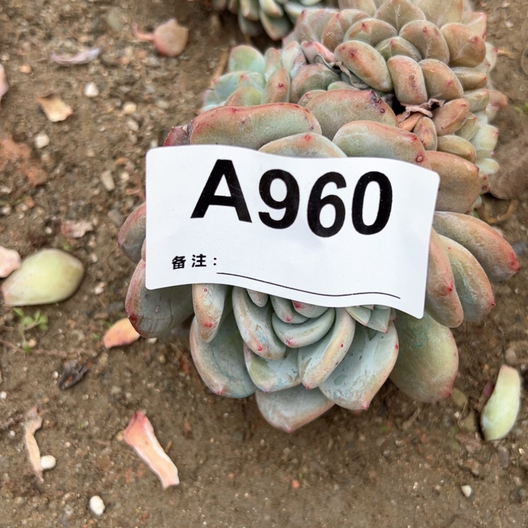 敢****好960多肉多肉多肉多肉