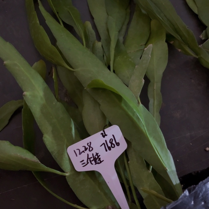 当前无花栽培后可以开花家***娃小叶