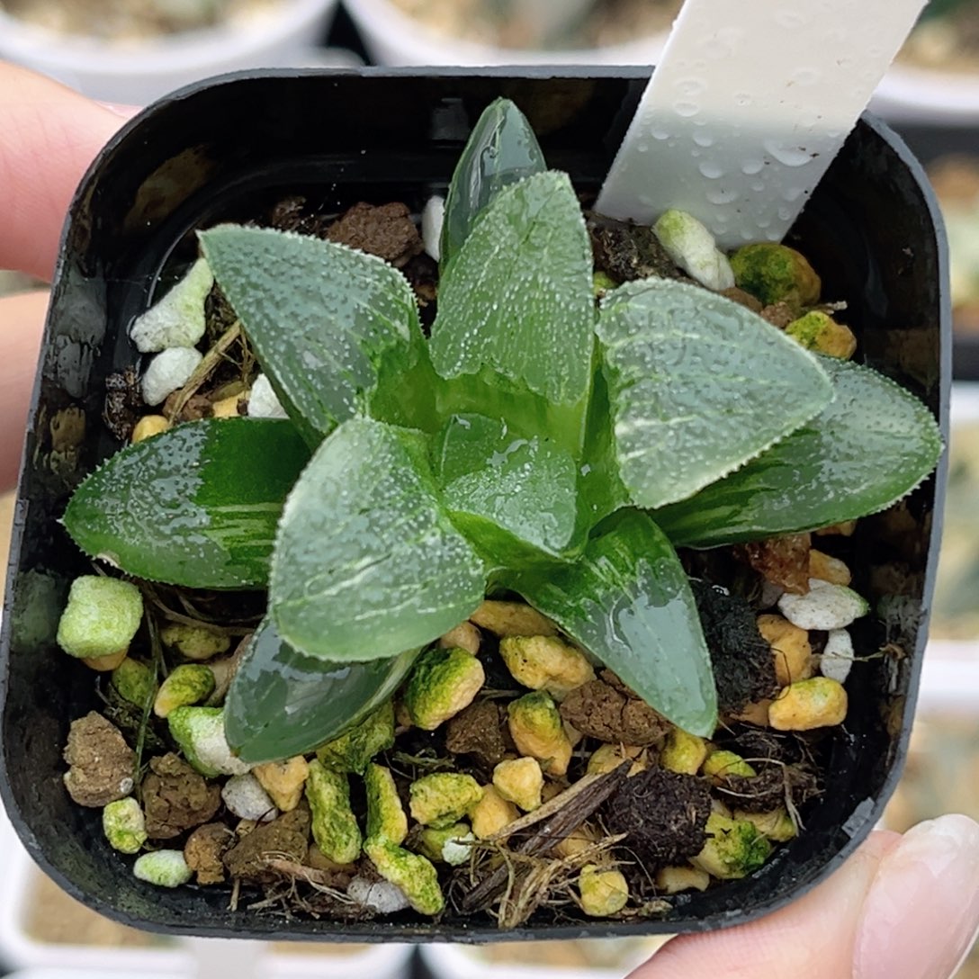 4磨面寿锦福利专场