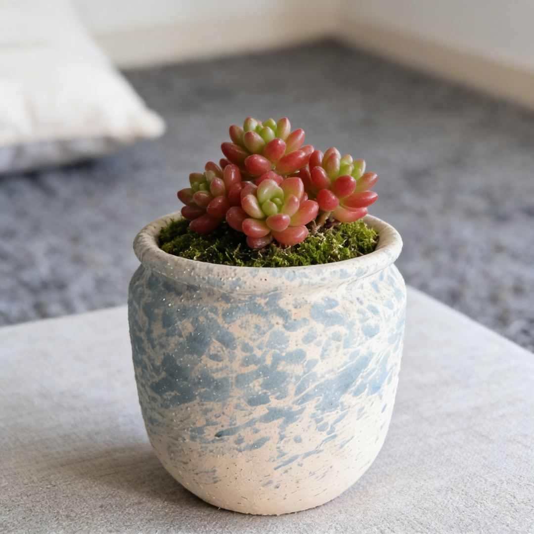 所有单凑满15发~直径7高9麦饭石红胖墩盆栽盆景多肉花盆