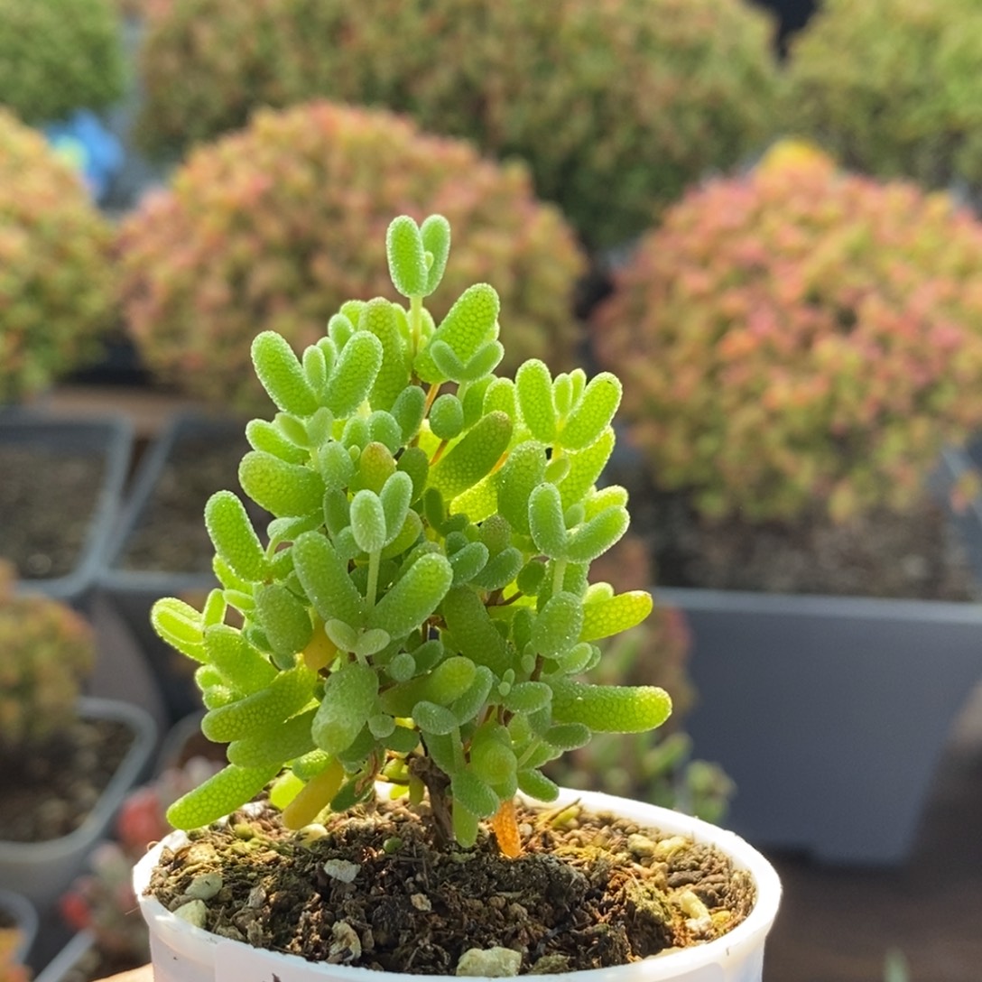 蜜橘糖球3244枝干番杏