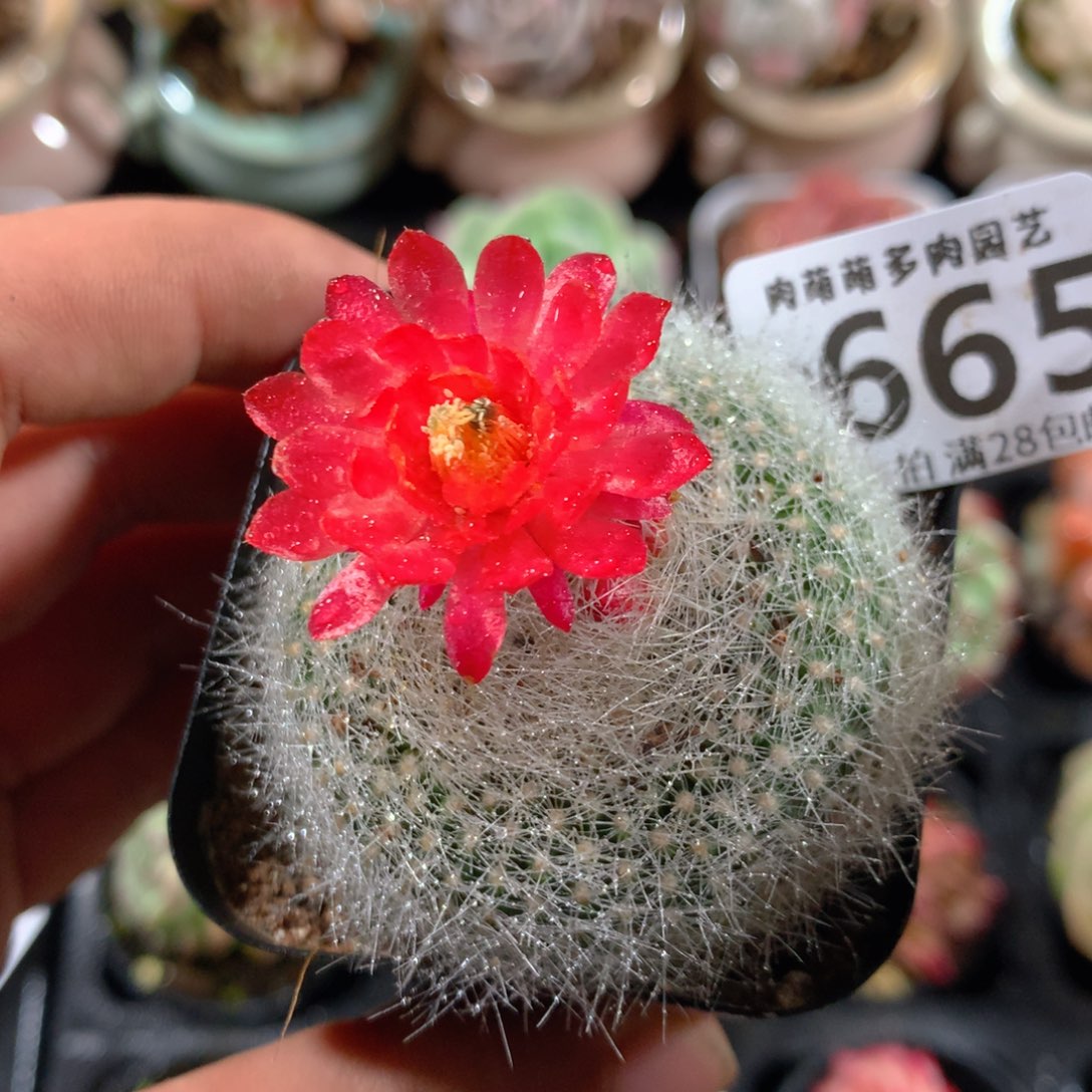 5CM拇指盆精控多肉ZD665