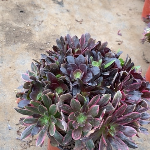 灰姑娘多肉植物024