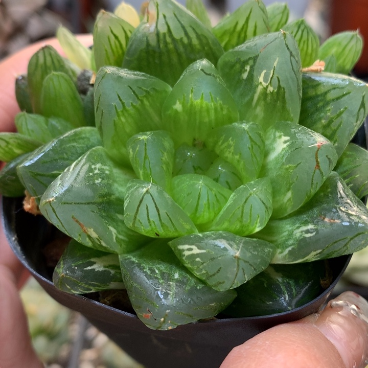 花火玉露锦带盆土发货