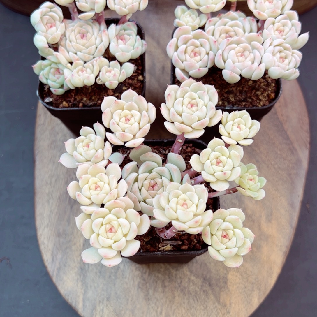 好好看量拍—哈哈哈哈哈哈