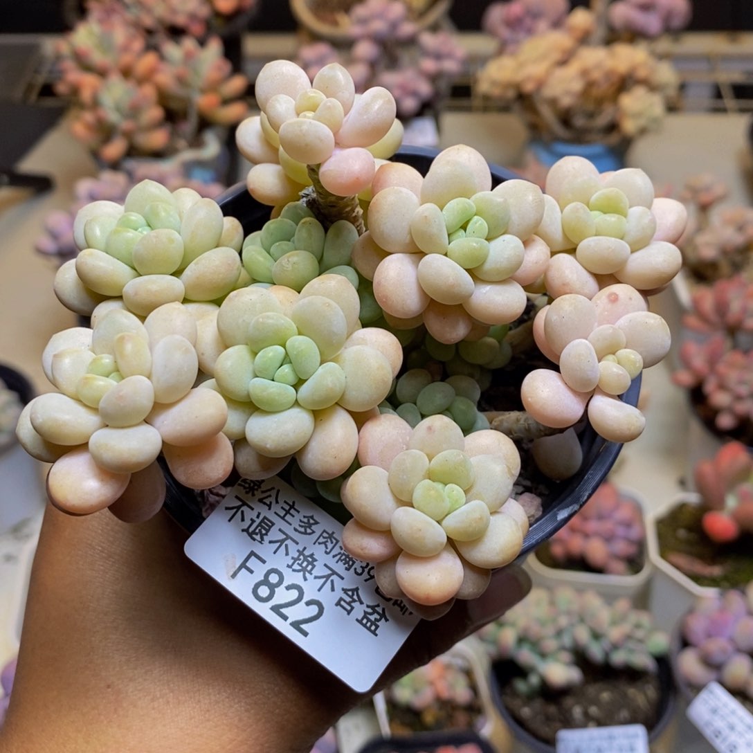 822洛可可多肉9c m