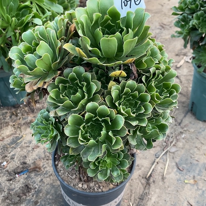 法师植物绿法1096