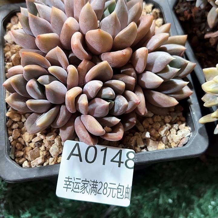 幸运的是我的朋友们