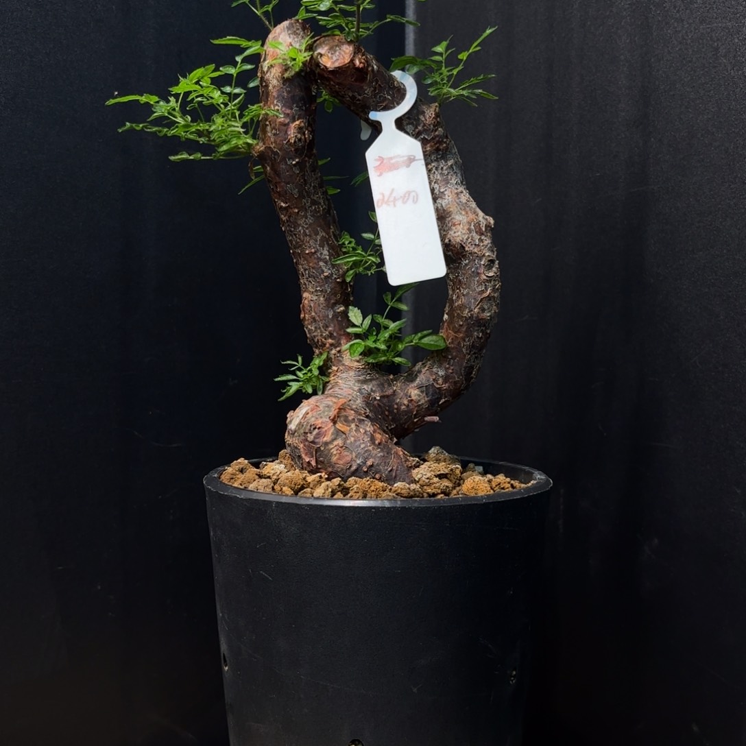 木  滔天橄榄带盆土