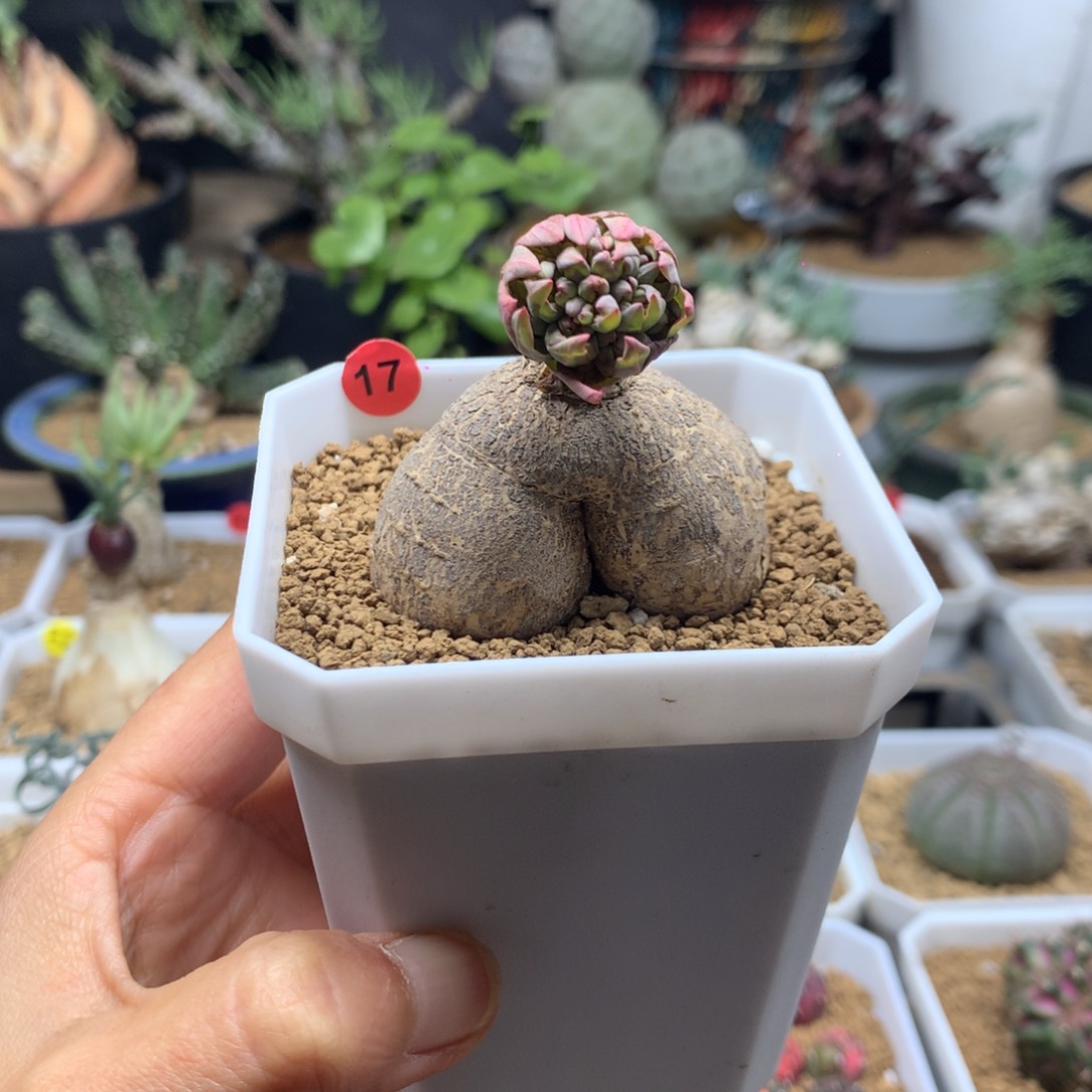 玫瑰带盆多肉带盆17