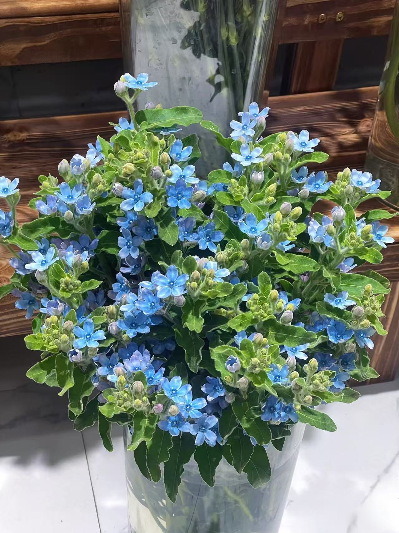 【蓝星花】一单包邮 两单顺丰/德邦 云南基地直发