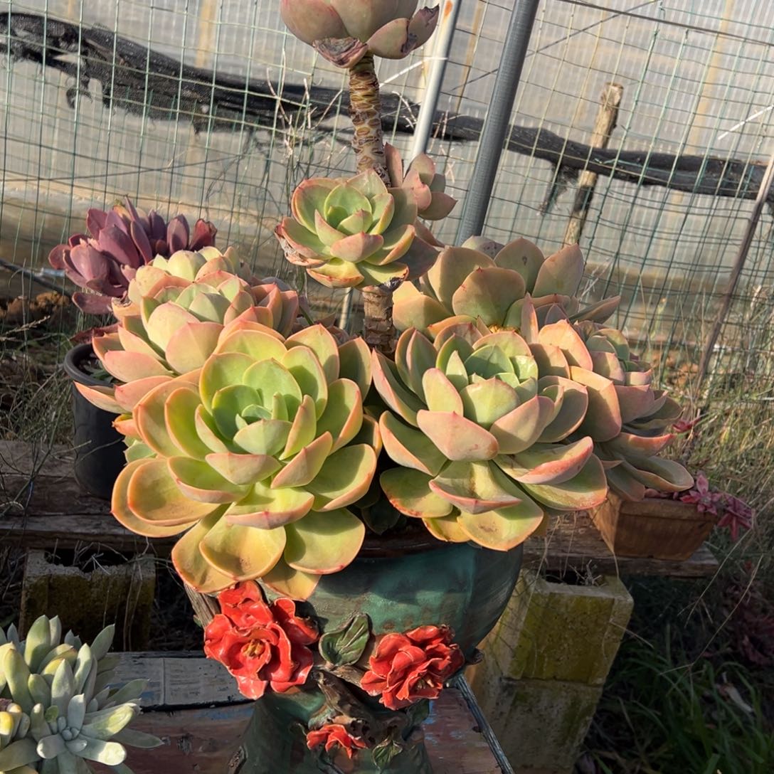 青鸾脱土发物流包邮