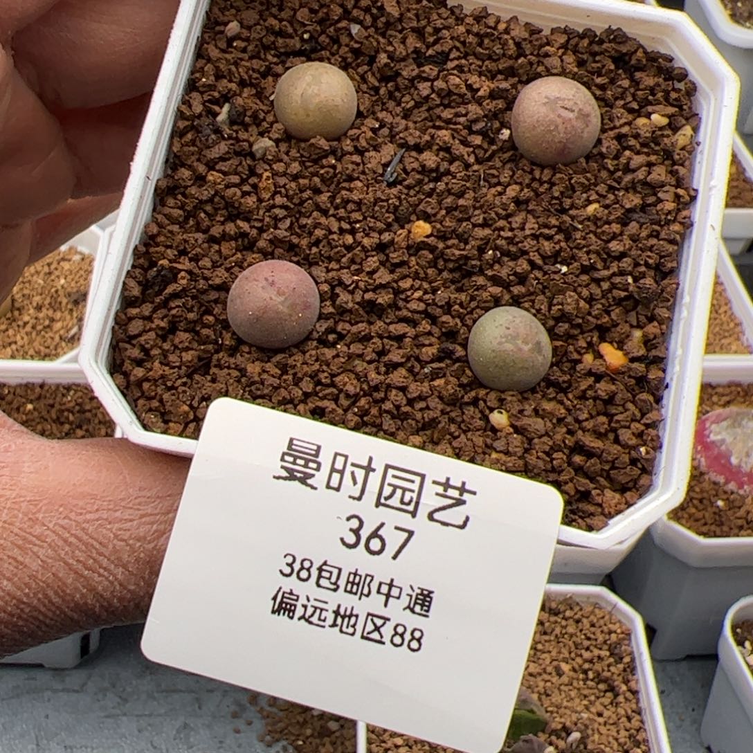 2.9大眼睛多肉植物367